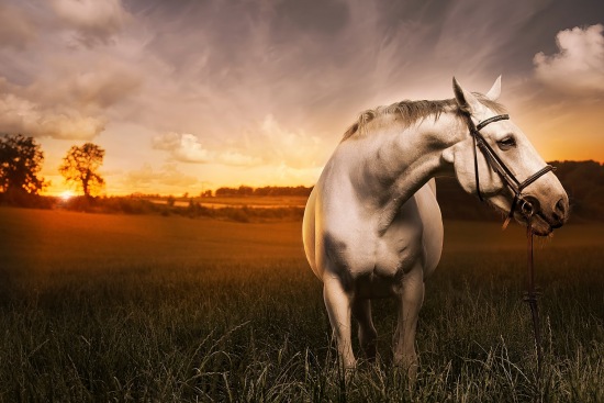 Equine Portraits on Location