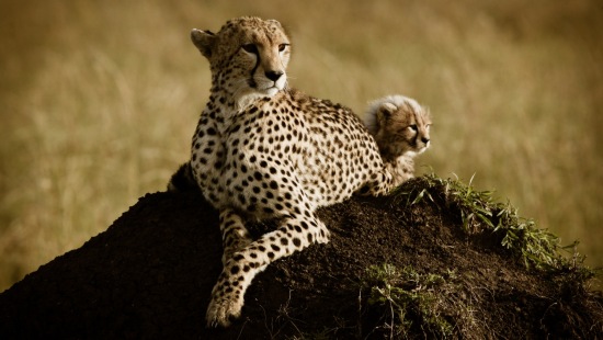 Wildlife