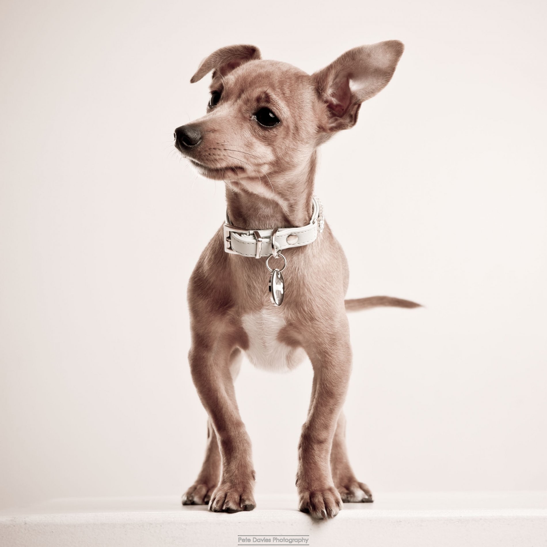 Bentley the Super Pooch trending on Twitter with Audi UK 