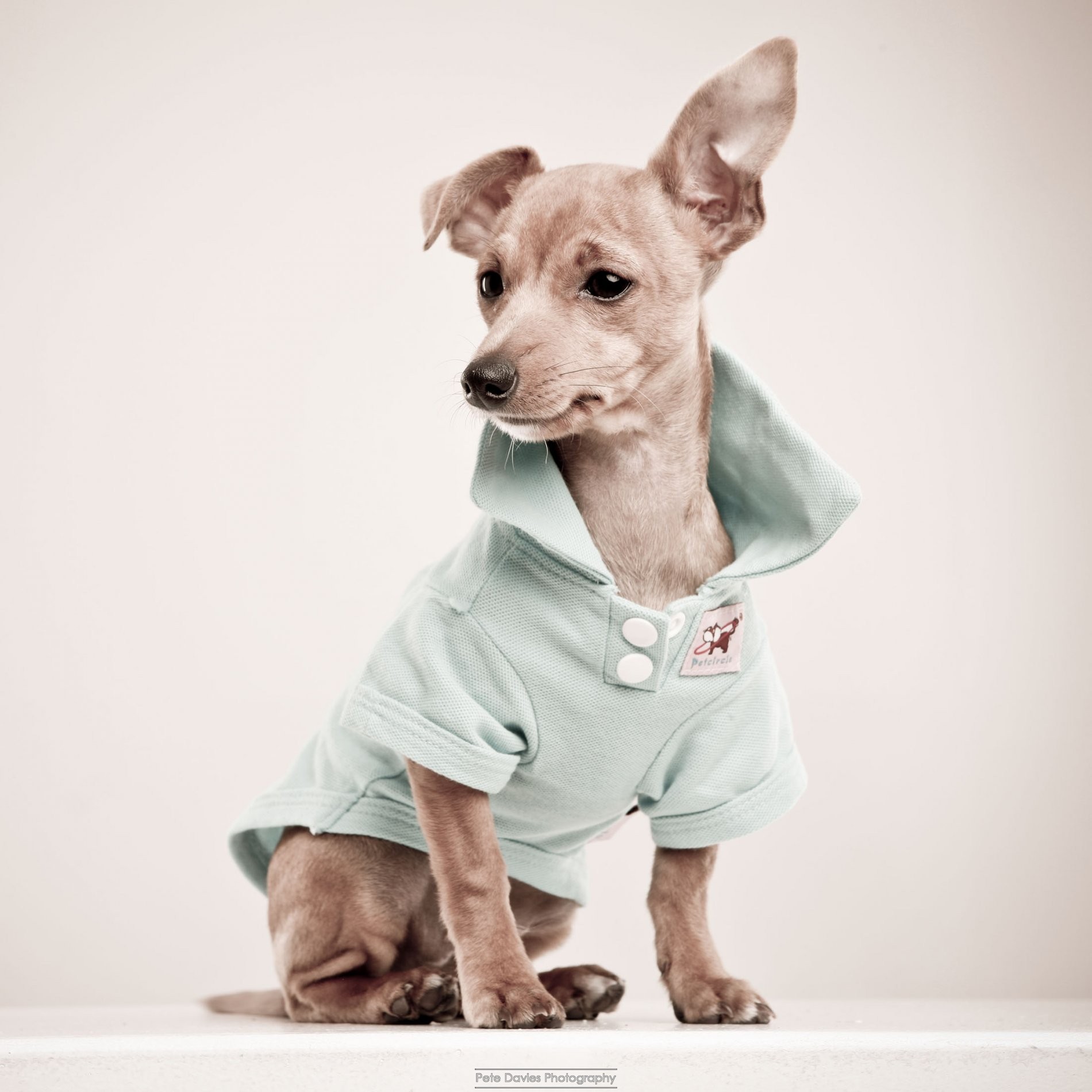 Bentley the Super Pooch trending on Twitter with Audi UK 
