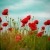 Poppy Appeal 2014