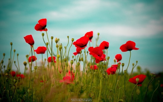 Poppy Appeal 2014